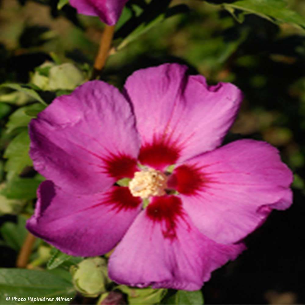 Promesse de Fleurs - HIbiscus Russian Violet (II) - Althea rose violacé Pot de 3L/4L - Image 1