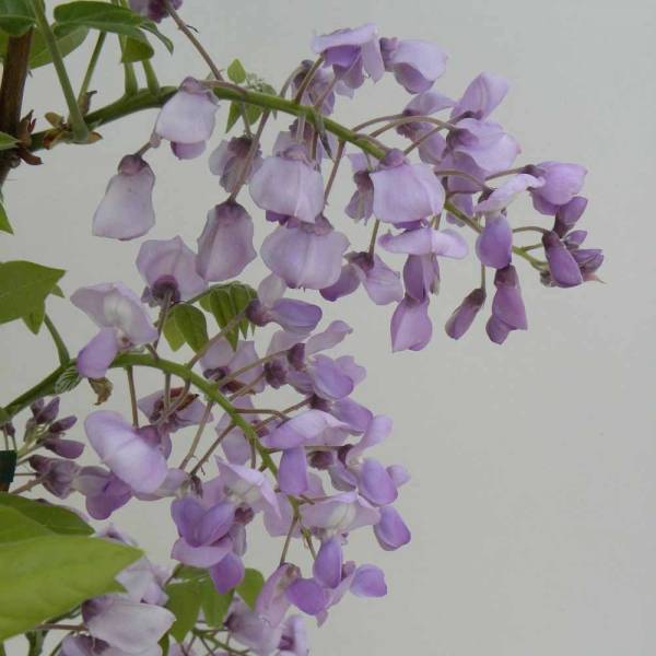 Glycine gracieuse - Wisteria venusta (brachybotrys) Okayama Pot de 2L/3L, Plant greffé de + de 18 mois