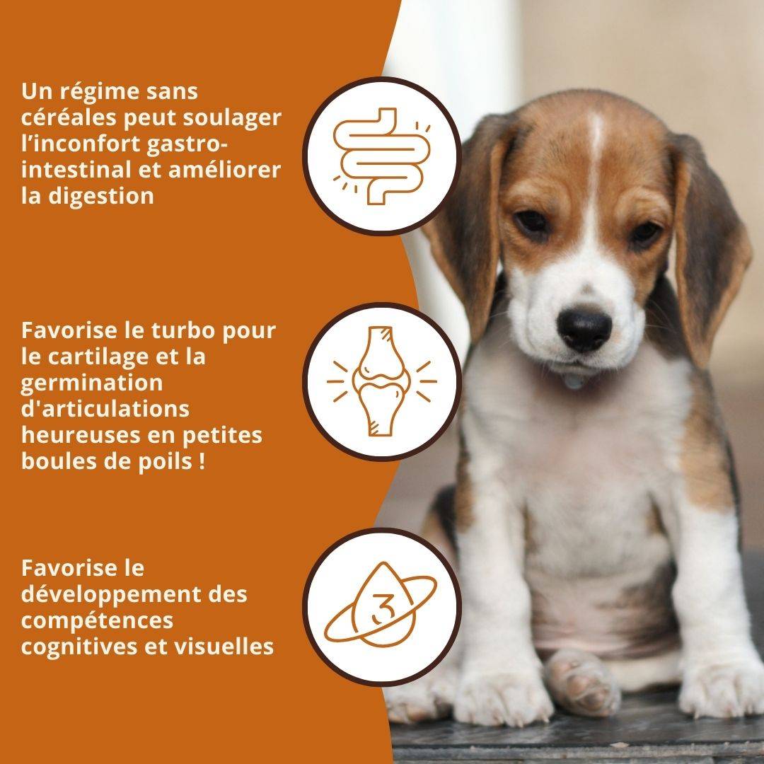 Wildfang - Wildfang Croquettes Junior au poulet pour chiots - sans céréales - 2 x 2 kg - Image 6