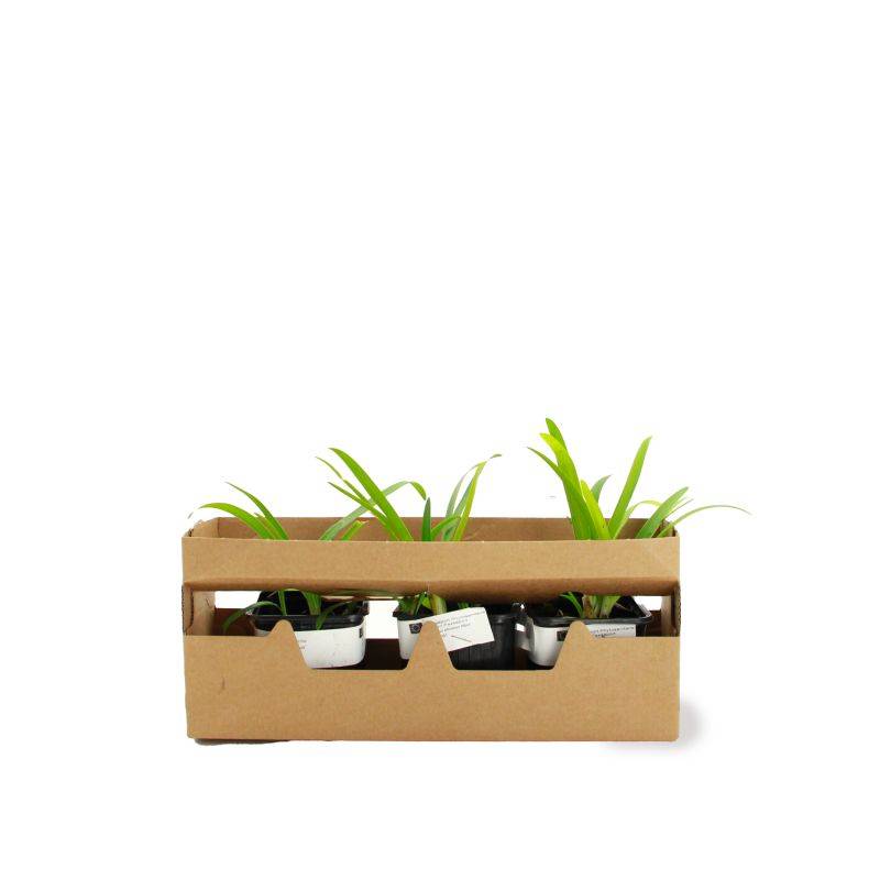 3 Agapanthes d'Afrique Blanche (Agapanthus Africanus 'Albus') - Lot de 3 vivaces - Pépinières Naudet - Image 4