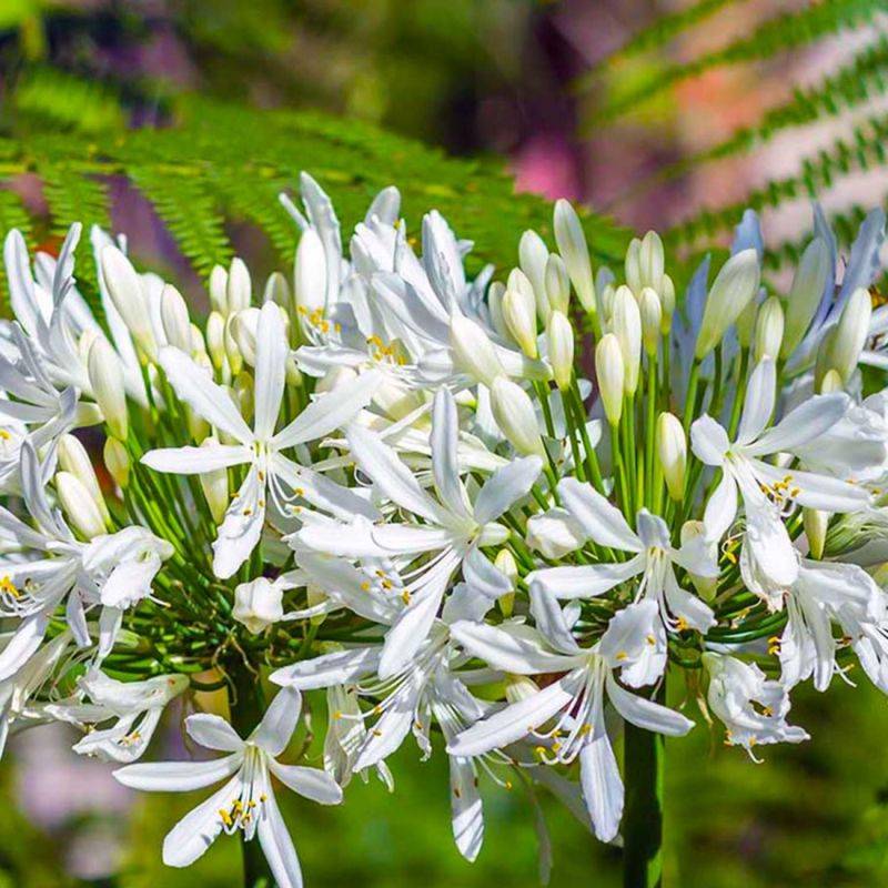 3 Agapanthes d'Afrique Blanche (Agapanthus Africanus 'Albus') - Lot de 3 vivaces - Pépinières Naudet - Image 1
