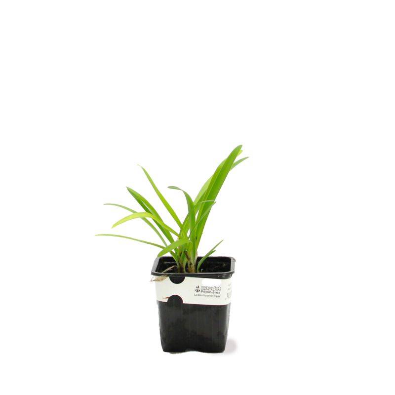 3 Agapanthes d'Afrique Blanche (Agapanthus Africanus 'Albus') - Lot de 3 vivaces - Pépinières Naudet - Image 2