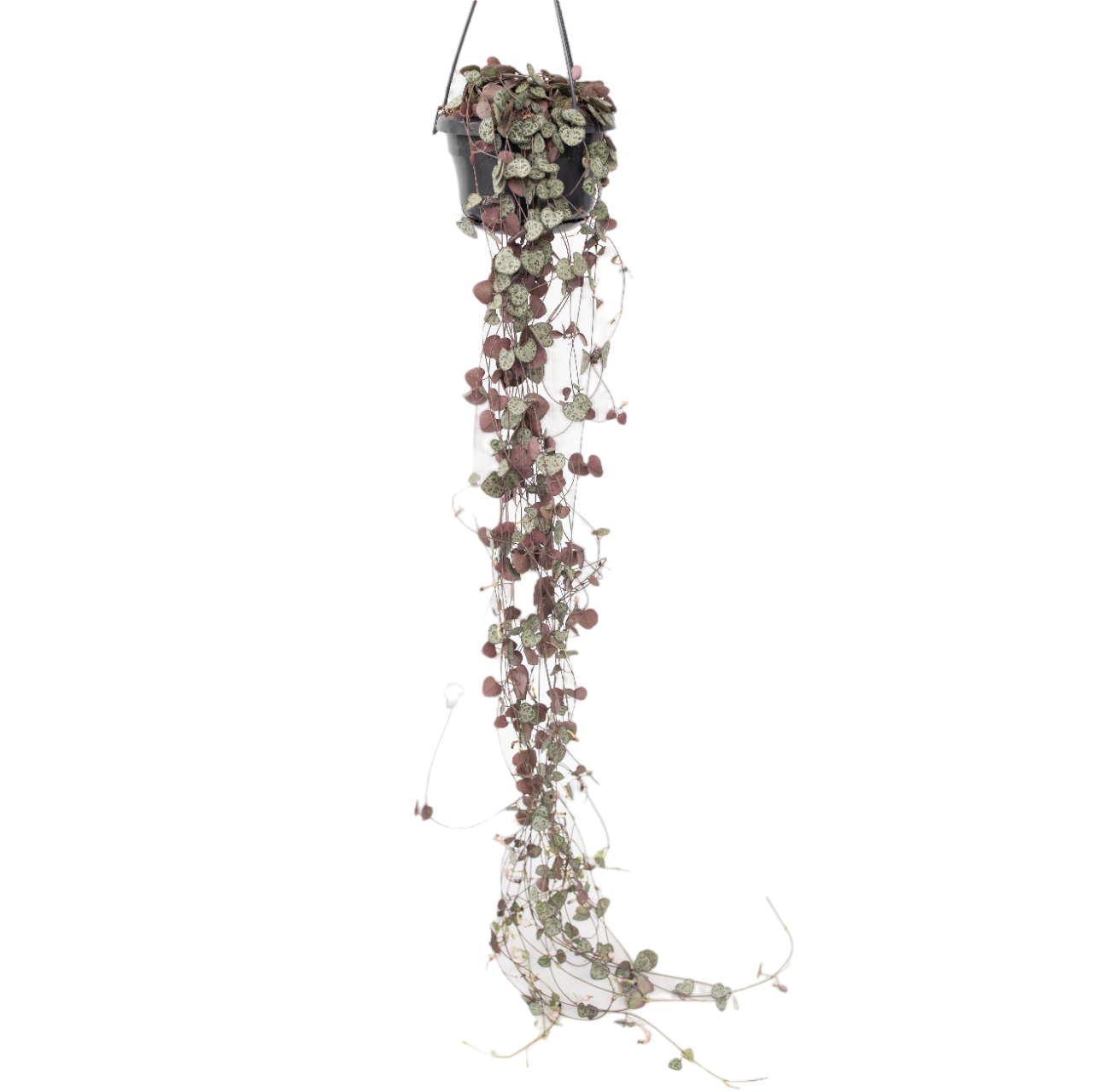 Plant In A Box - Chaîne des cœurs - Ceropegia linearis Woodii - Hauteur 20-30cm - ⌀14cm
