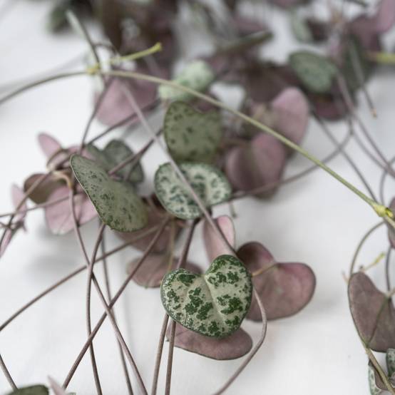 Plant In A Box - Chaîne des cœurs - Ceropegia linearis Woodii - Hauteur 20-30cm - ⌀14cm - Image 4
