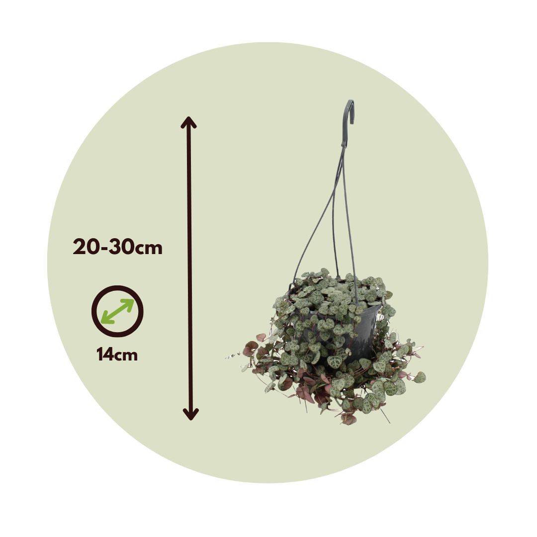 Plant In A Box - Chaîne des cœurs - Ceropegia linearis Woodii - Hauteur 20-30cm - ⌀14cm - Image 6