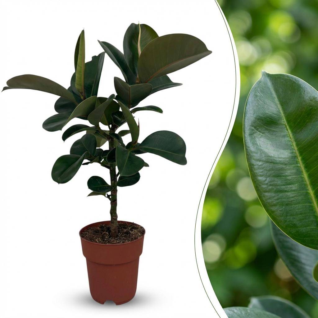 Caoutchouc - Ficus Elastica Cloe - Pot de 19cm - Hauteur 65cm - Sans cache-pot - Plantes d'intérieur - Image 2