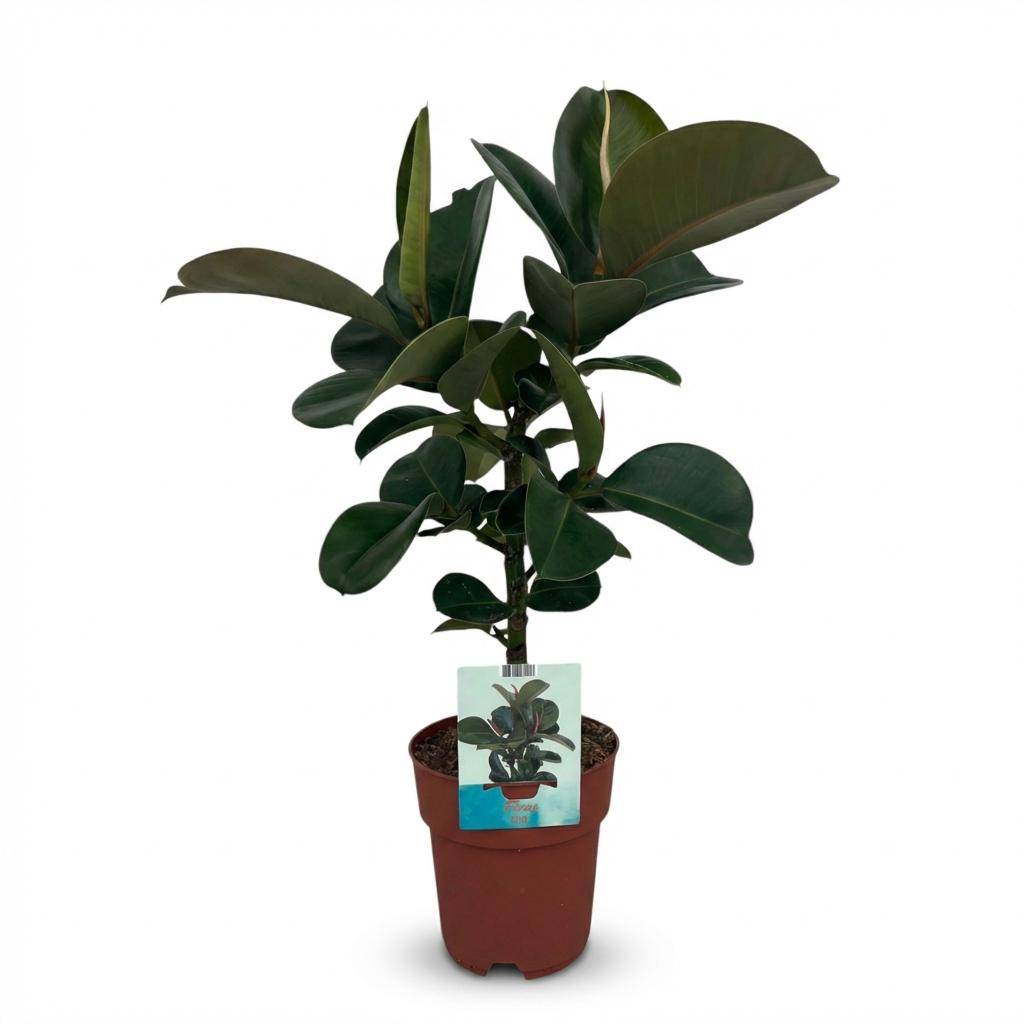 Caoutchouc - Ficus Elastica Cloe - Pot de 19cm - Hauteur 65cm - Sans cache-pot - Plantes d'intérieur - Image 1