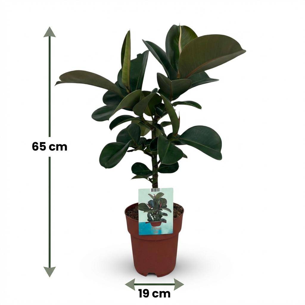 Caoutchouc - Ficus Elastica Cloe - Pot de 19cm - Hauteur 65cm - Sans cache-pot - Plantes d'intérieur - Image 5