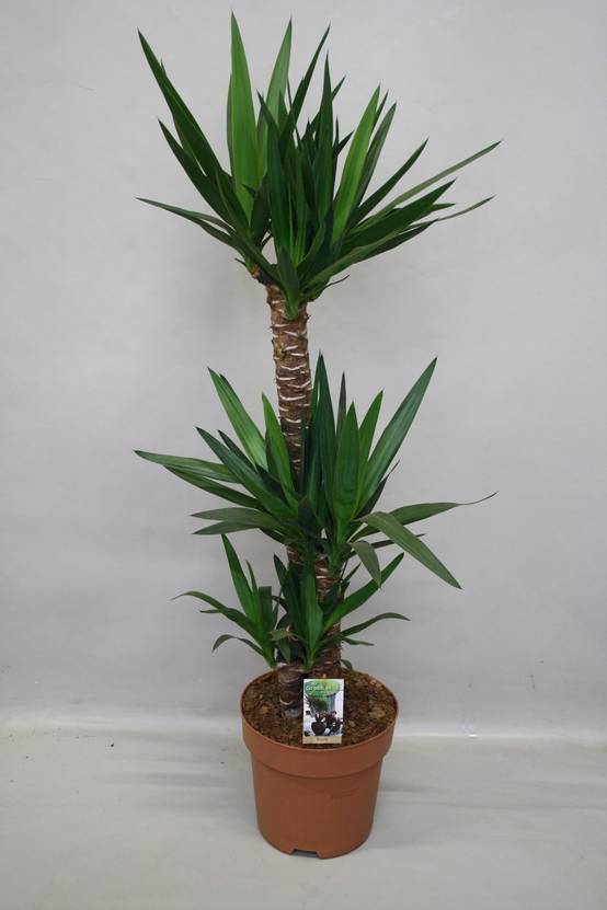 Grand yucca 130cm - Plante d'intérieur- La Green Touch - Image 3