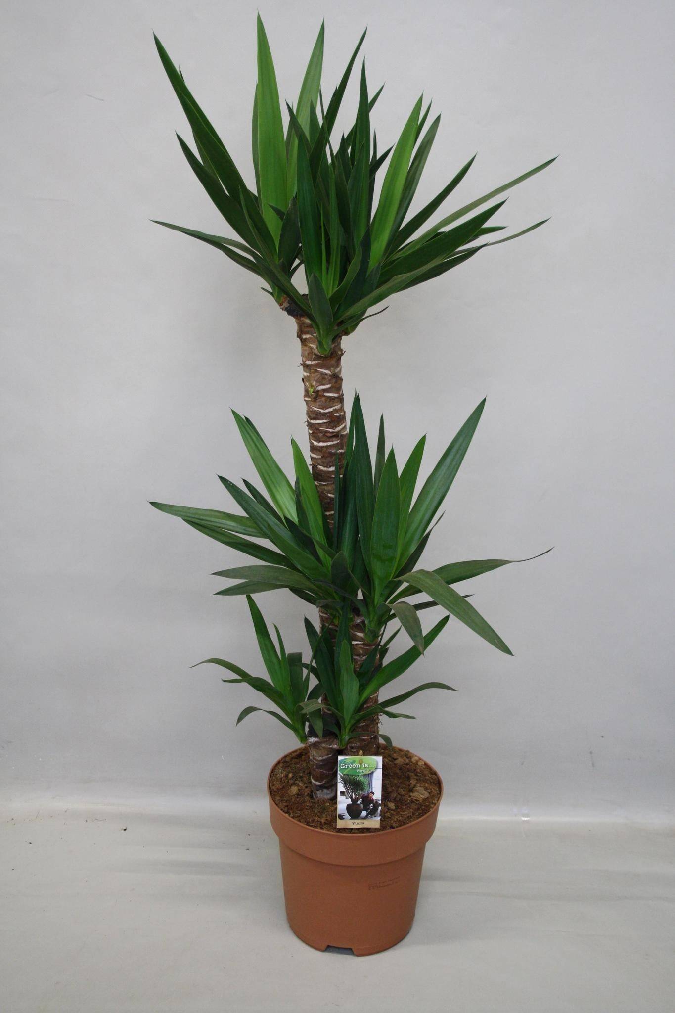 Grand yucca 130cm - Plante d'intérieur- La Green Touch - Image 3
