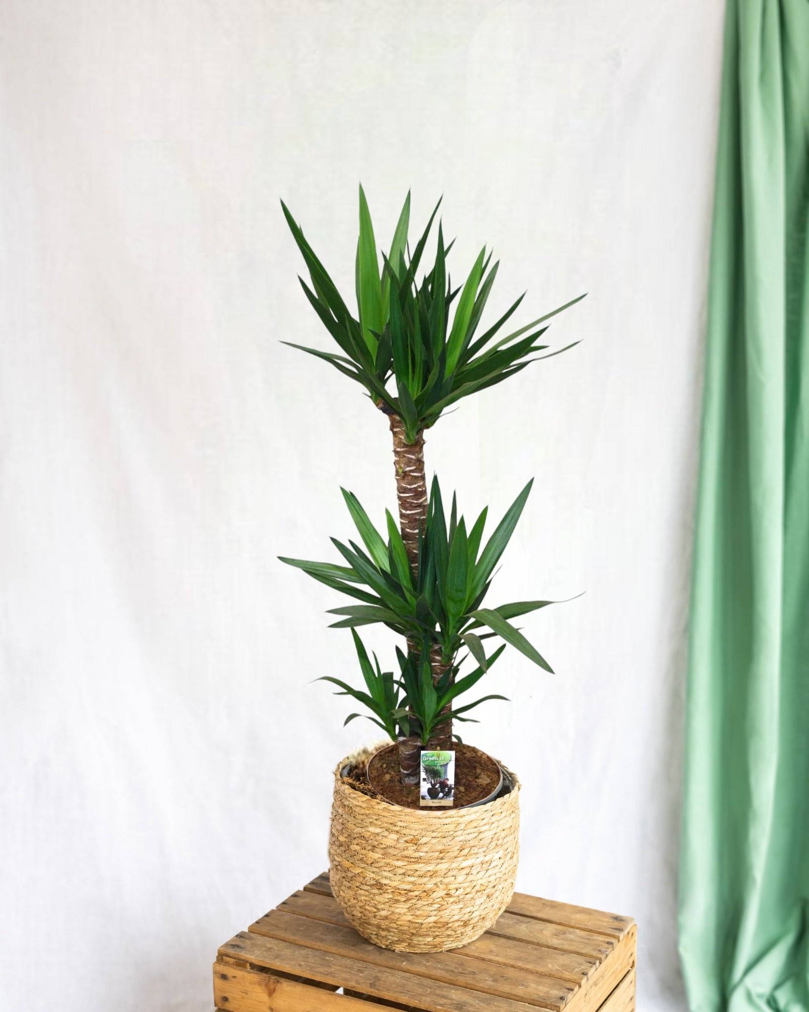 Grand yucca 130cm - Plante d'intérieur- La Green Touch - Image 2