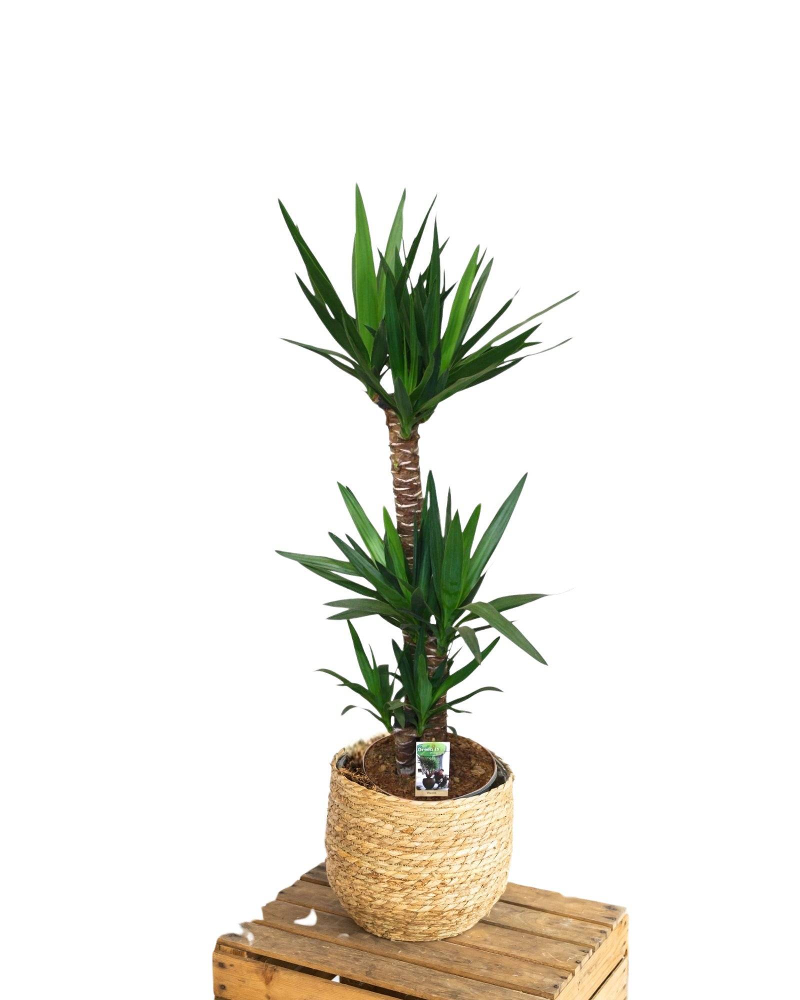 Grand yucca 130cm - Plante d'intérieur- La Green Touch - Image 1