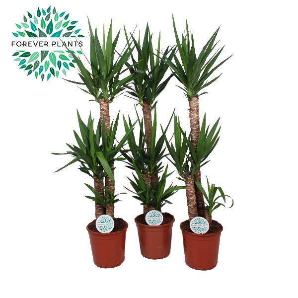 Yucca - D24 H125cm