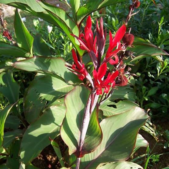 Promesse de Fleurs - Canna edulis - Canna comestible, Balisier rouge Pot de 2L/3L