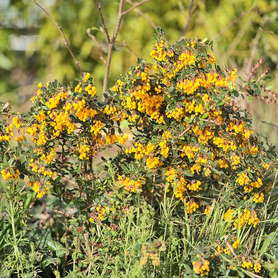 Promesse de Fleurs - Berberis darwinii Compacta - Épine-vinette Pot de 2L/3L - Image 1
