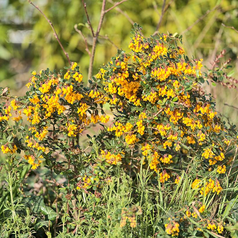 Promesse de Fleurs - Berberis darwinii Compacta - Épine-vinette Pot de 2L/3L - Image 1