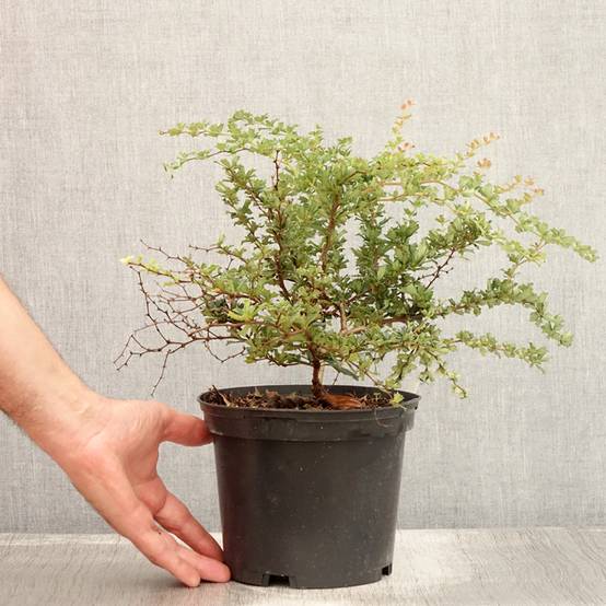 Promesse de Fleurs - Berberis darwinii Compacta - Épine-vinette Pot de 2L/3L - Image 2