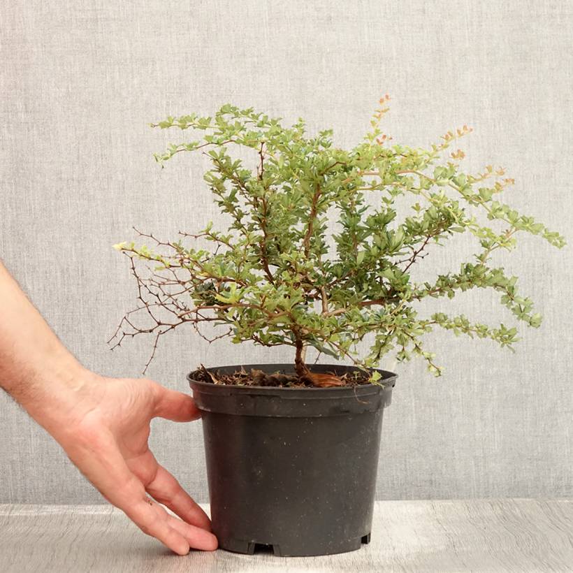 Promesse de Fleurs - Berberis darwinii Compacta - Épine-vinette Pot de 2L/3L - Image 2