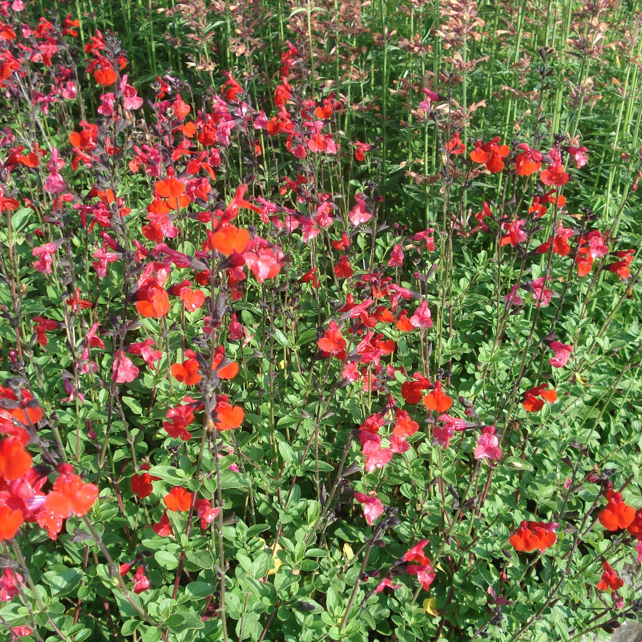 Sauge arbustive - Salvia microphylla Royal Bumble Pot de 2L/3L