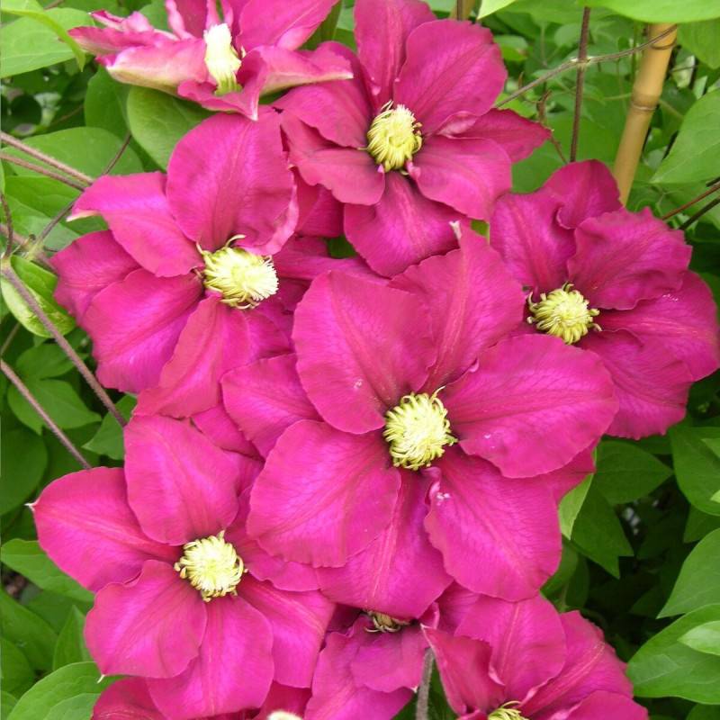 Clématite SUCCESS® Magenta 'Tra73' à fleurs Rouge - feuillage Caduc - Godet - 5/20 cm-  hauteur à maturité De 1,50 m à 2,00 m - Image 1