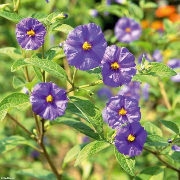 Solanum rantonnetii - Gentiane en Arbre Godet de 8/9 cm - Image 1
