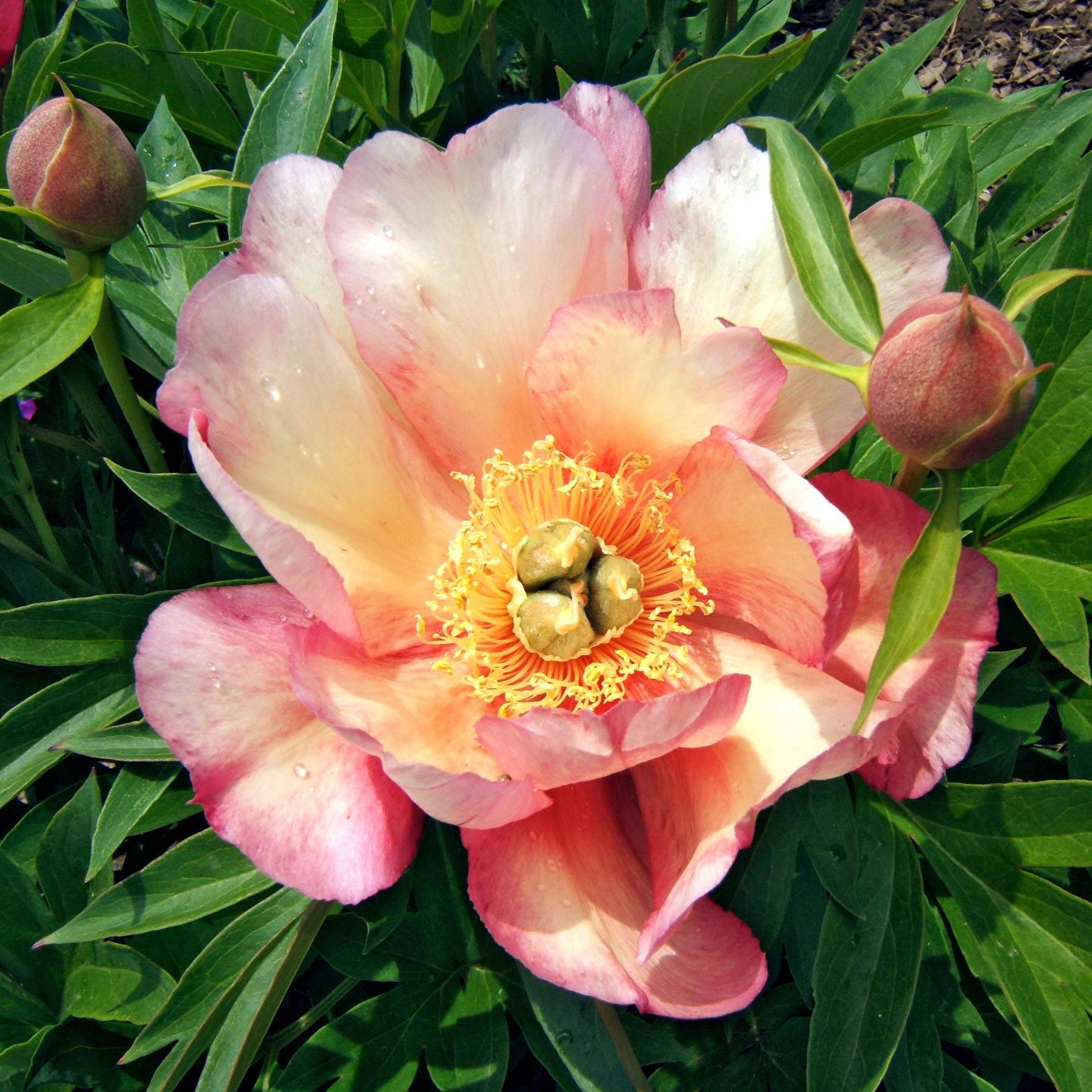 Promesse de Fleurs - PIvoine Itoh Julia Rose Pot de 2L/3L