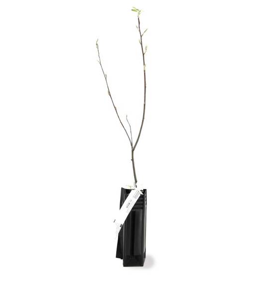 Amélanchier du Canada (Amelanchier canadensis) - Godet - Taille 20/40cm - Pépinières Naudet - Image 2