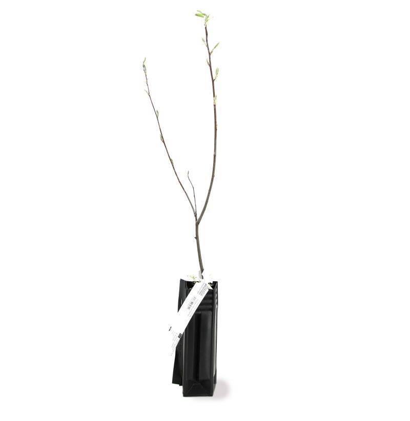 Amélanchier du Canada (Amelanchier canadensis) - Godet - Taille 20/40cm - Pépinières Naudet - Image 2