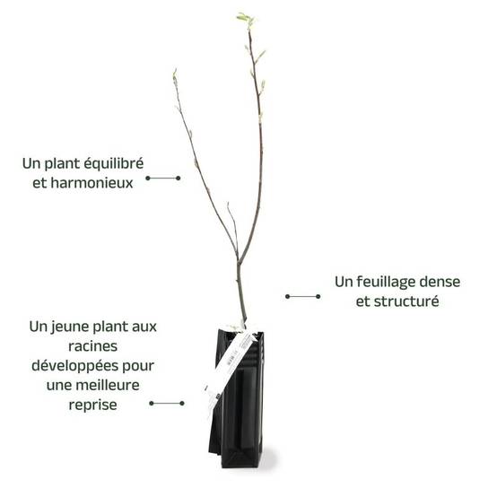 Amélanchier du Canada (Amelanchier canadensis) - Godet - Taille 20/40cm - Pépinières Naudet - Image 3