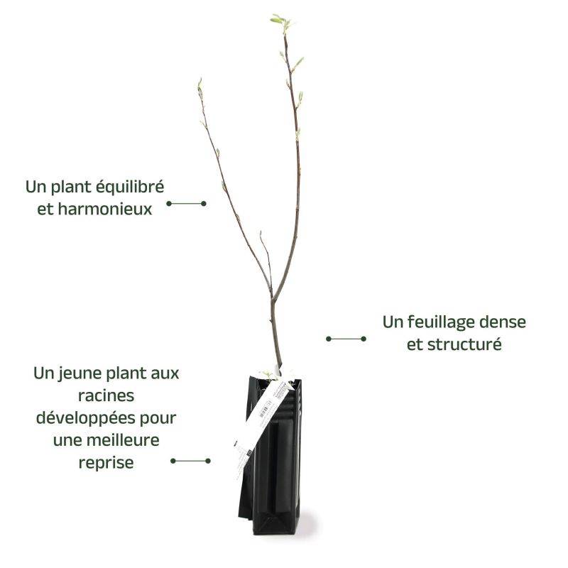 Amélanchier du Canada (Amelanchier canadensis) - Godet - Taille 20/40cm - Pépinières Naudet - Image 3