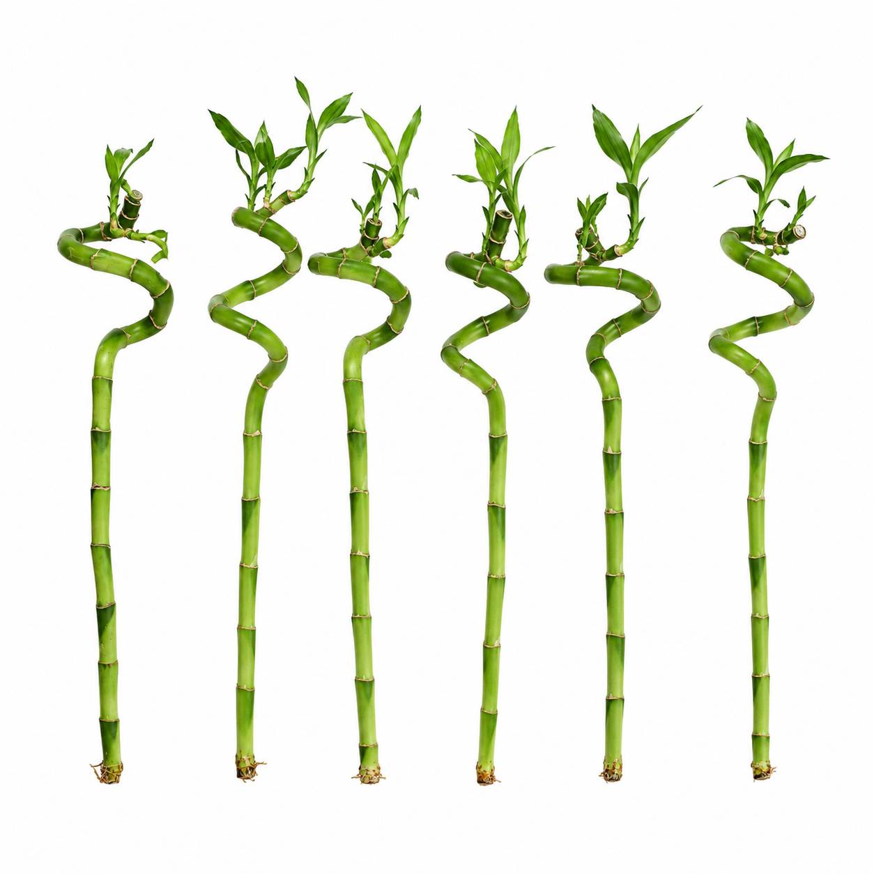 Lucky Bamboo Lot de 6 - Dracaena Sanderiana - 40-45 cm - Plante d’Intérieur