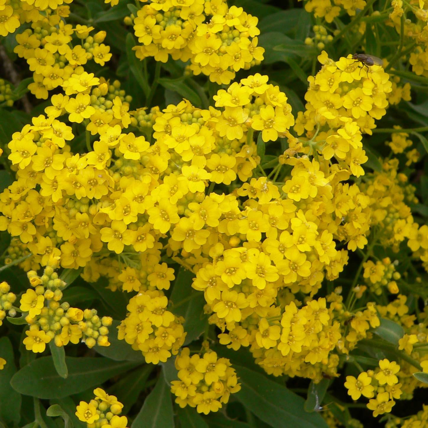 Promesse de Fleurs - Alyssum saxatile Goldkugel - Corbeille d'Or à fleurs jaunes Pot de 2L/3L