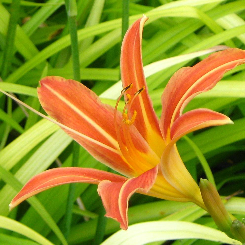 Promesse de Fleurs - Hémérocalle Margaret Perry - Lis d'un jour rouge orangé Godet de 8/9 cm