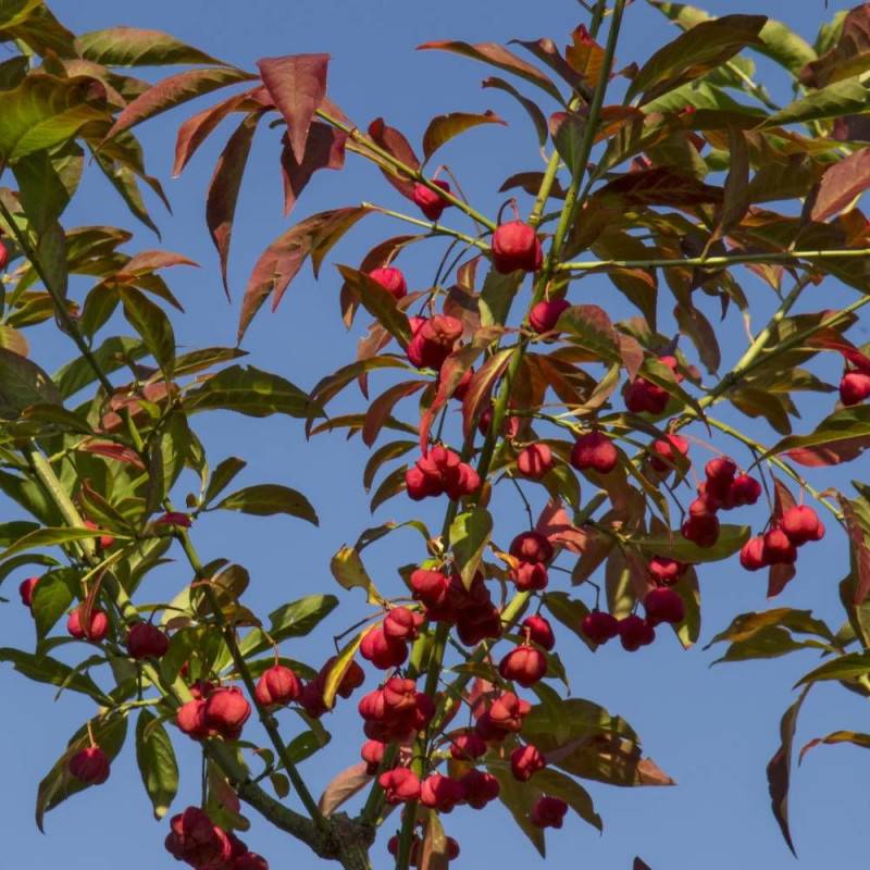 Fusain d'Europe, Euonymus à fleurs Blanche - feuillage Caduc - Pot de 3L - 40/60 cm- hauteur à maturité De 2,50 m à 3,00 m - Image 3