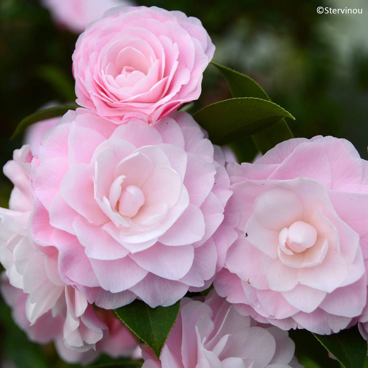 Promesse de Fleurs - Camélia Mimosa Jury - Camellia x williamsii Pot de 4L/5L