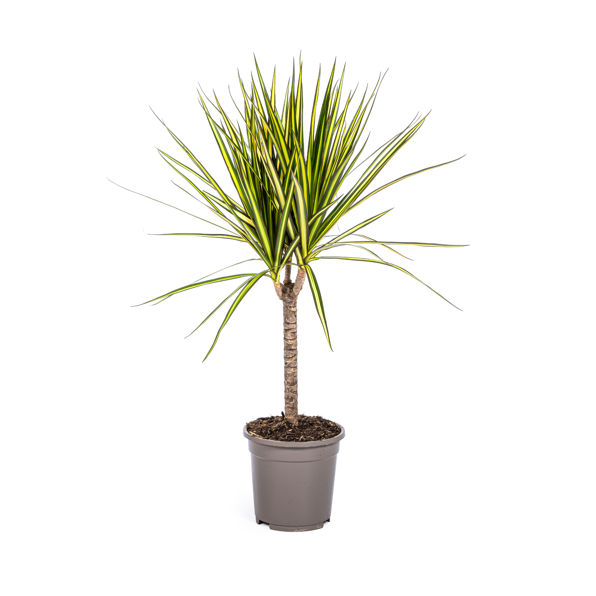 Dracaena Marginata Sunray - D17 H60cm - Image 1