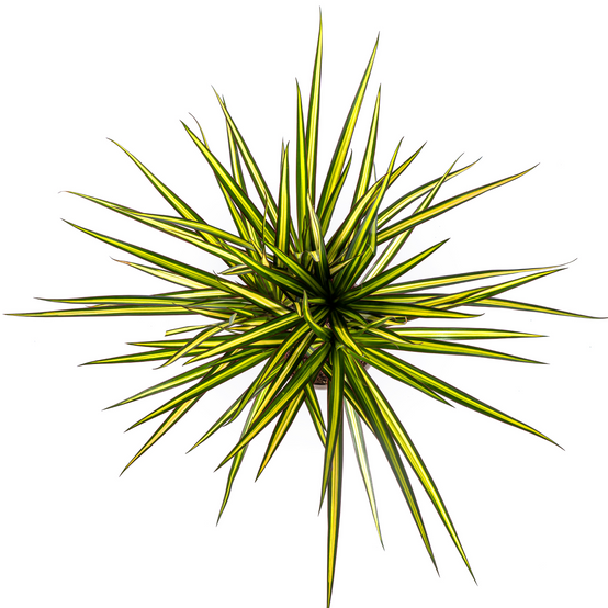 Dracaena Marginata Sunray - D17 H60cm - Image 2