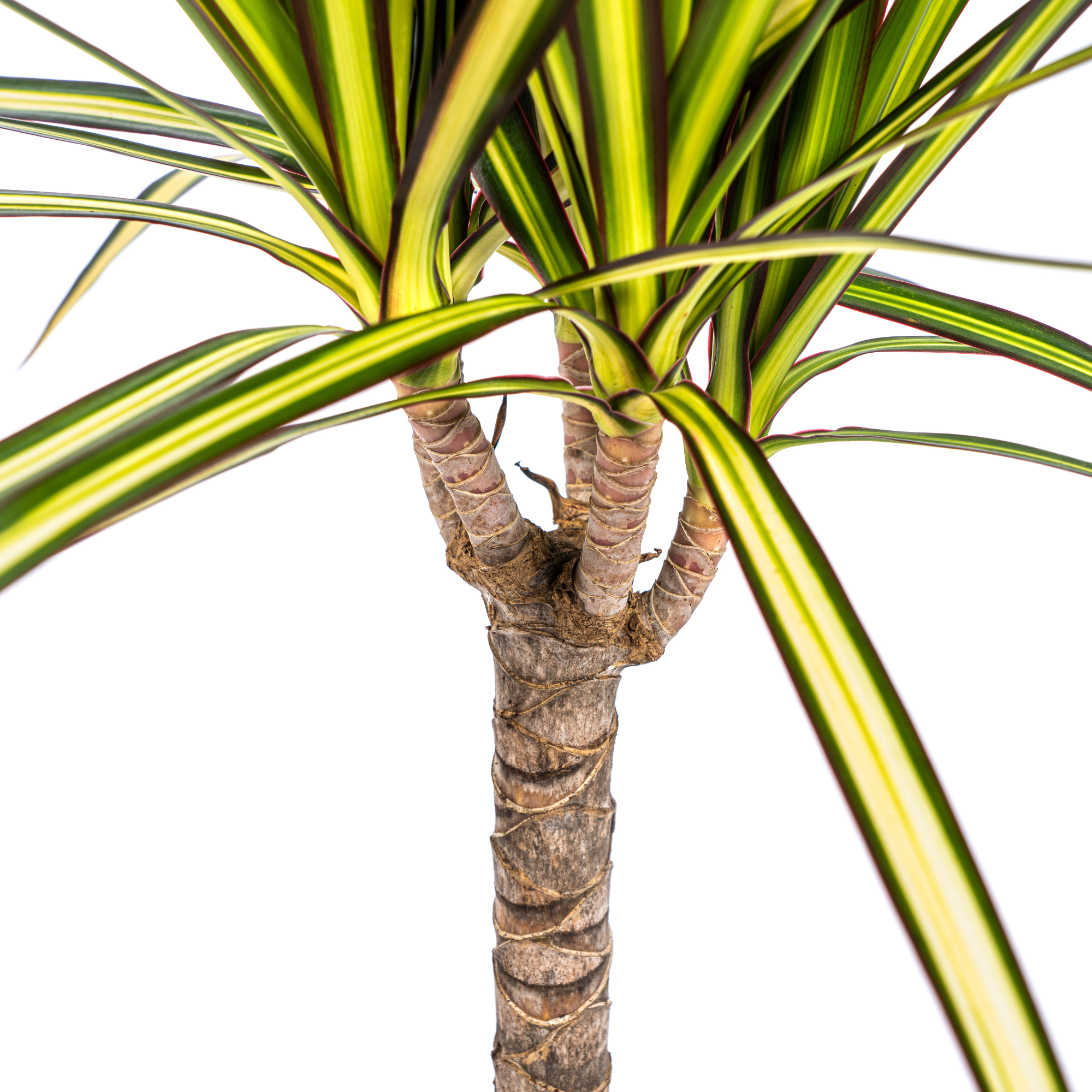 Dracaena Marginata Sunray - D17 H60cm - Image 4