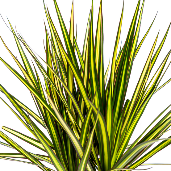 Dracaena Marginata Sunray - D17 H60cm - Image 3