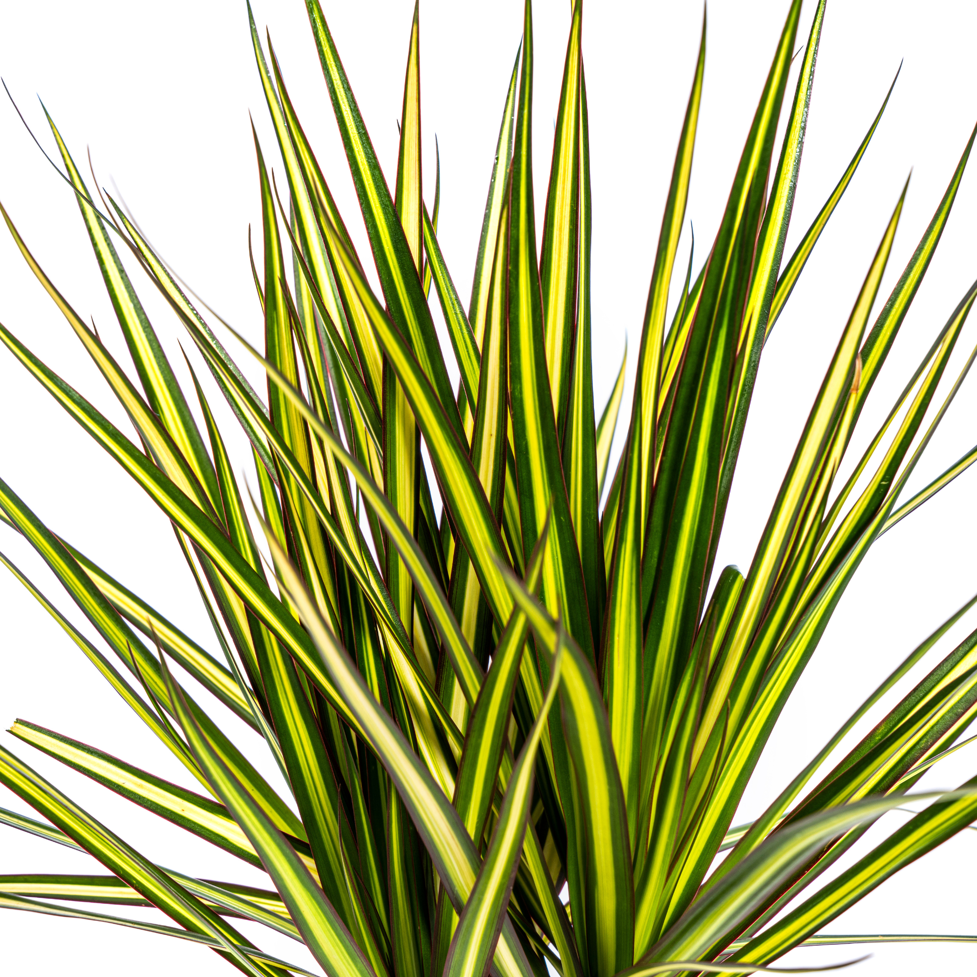Dracaena Marginata Sunray - D17 H60cm - Image 3