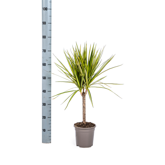 Dracaena Marginata Sunray - D17 H60cm - Image 5