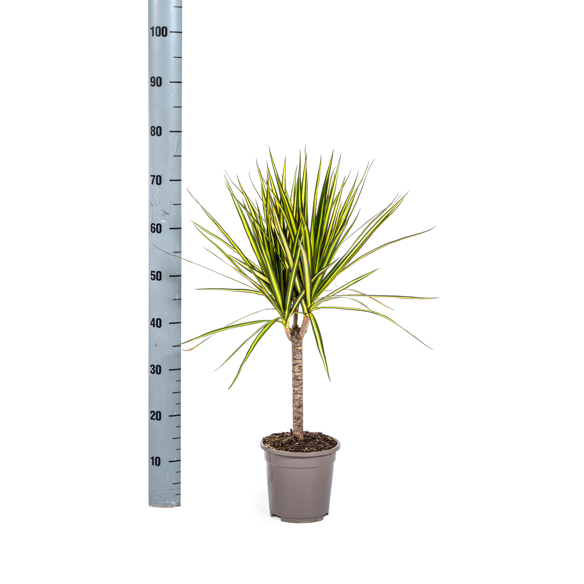 Dracaena Marginata Sunray - D17 H60cm - Image 5