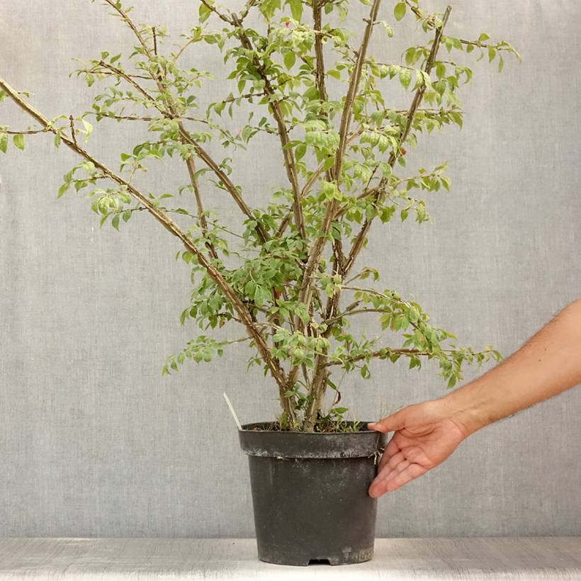 Euonymus alatus - Fusain ailé Pot de 7,5L/10L - Image 2