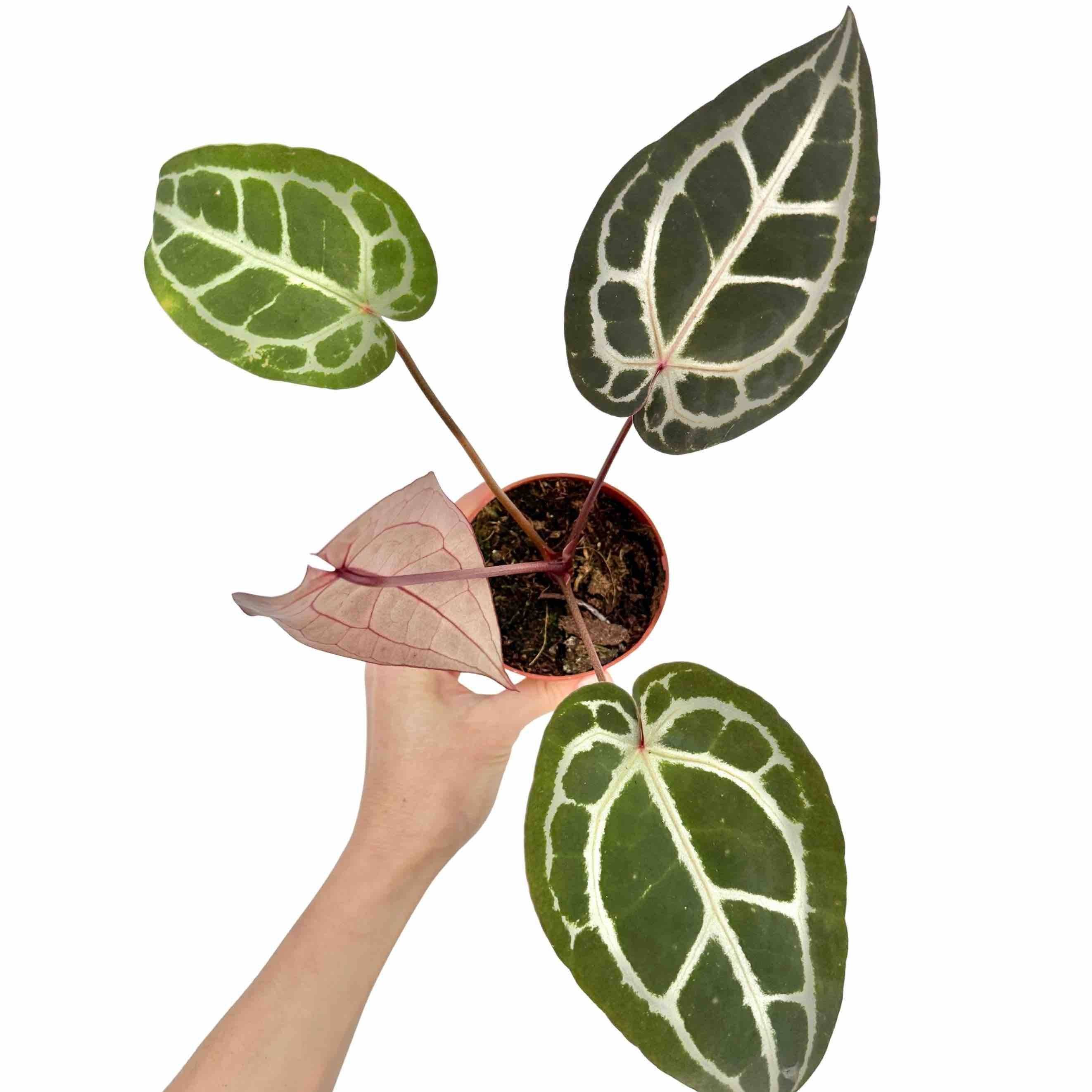 Anthurium Docblock Michelle - Pot de 9cm - Plantes d'intérieur - Image 6