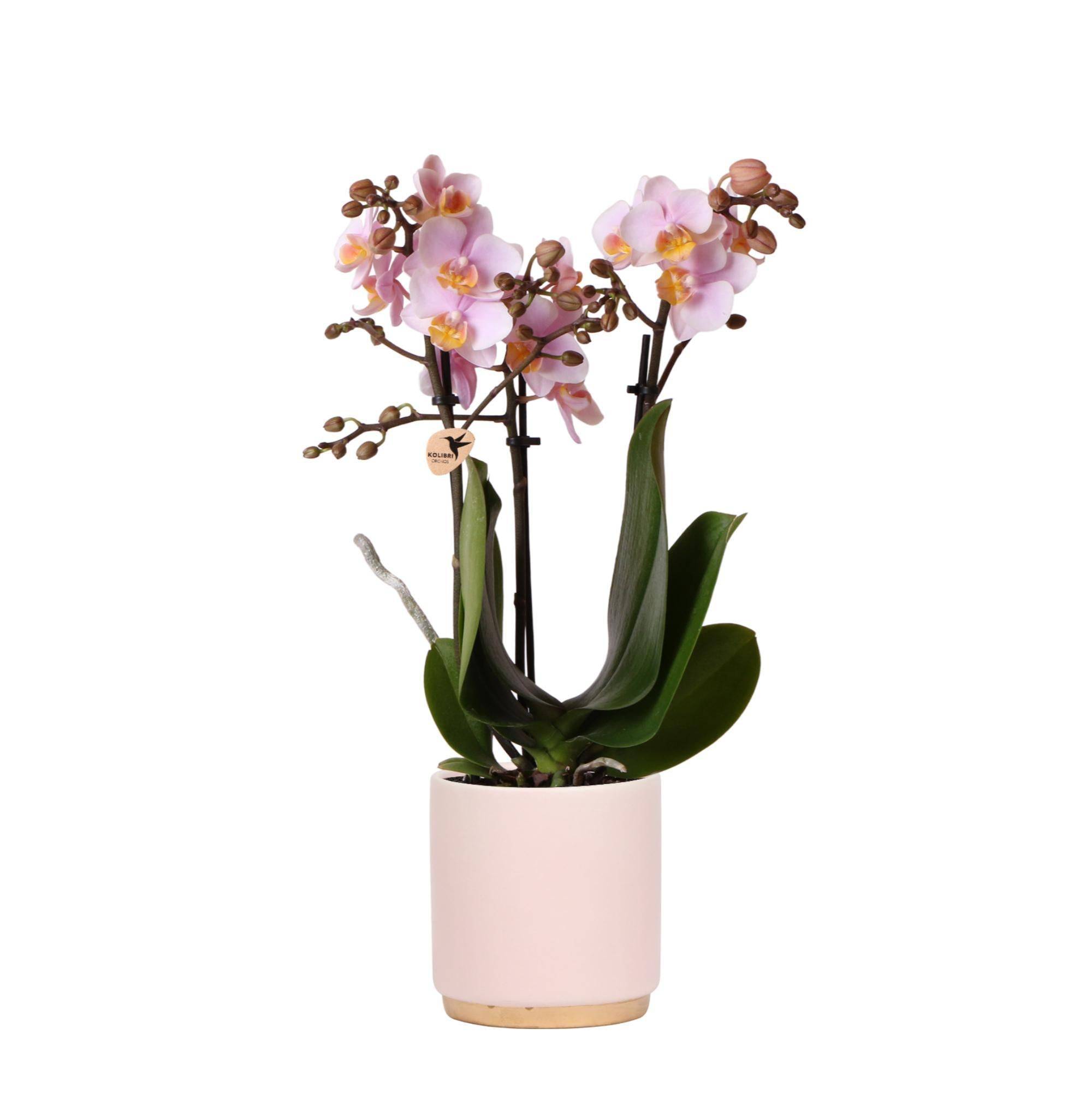 La Green Touch - Orchidée Andorra et son pot- La Green Touch Rose - Hauteur 35cm - Image 1