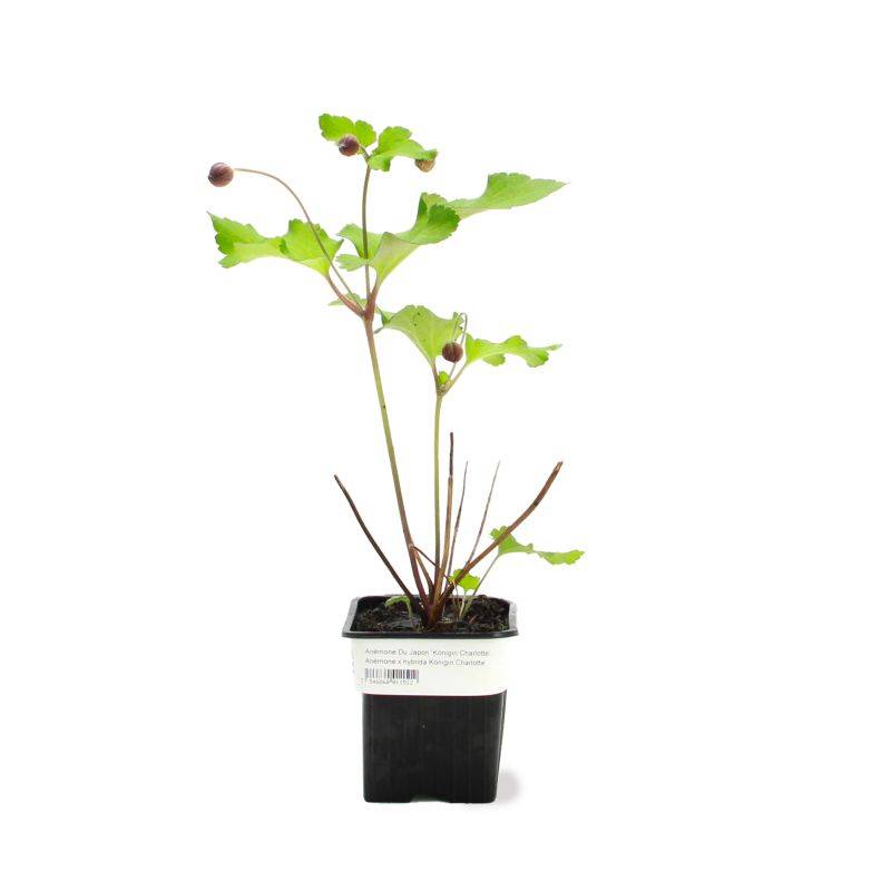 3 Anémones 'Königin Charlotte' (Anemone Hybrida 'Königin Charlotte') - Lot de 3 vivaces - Pépinières Naudet - Image 2