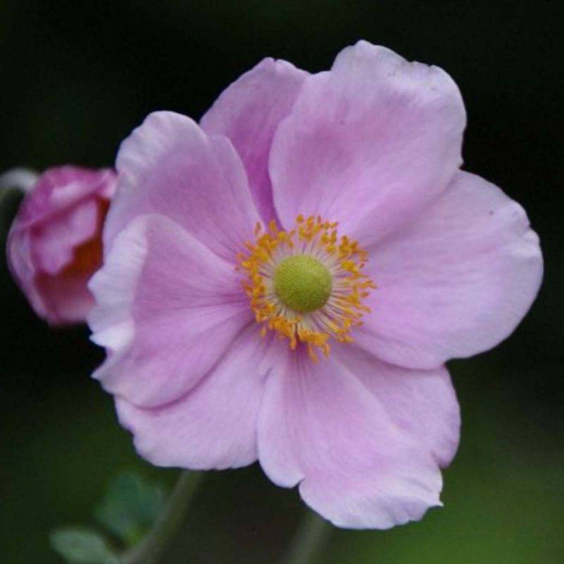 3 Anémones 'Königin Charlotte' (Anemone Hybrida 'Königin Charlotte') - Lot de 3 vivaces - Pépinières Naudet - Image 1