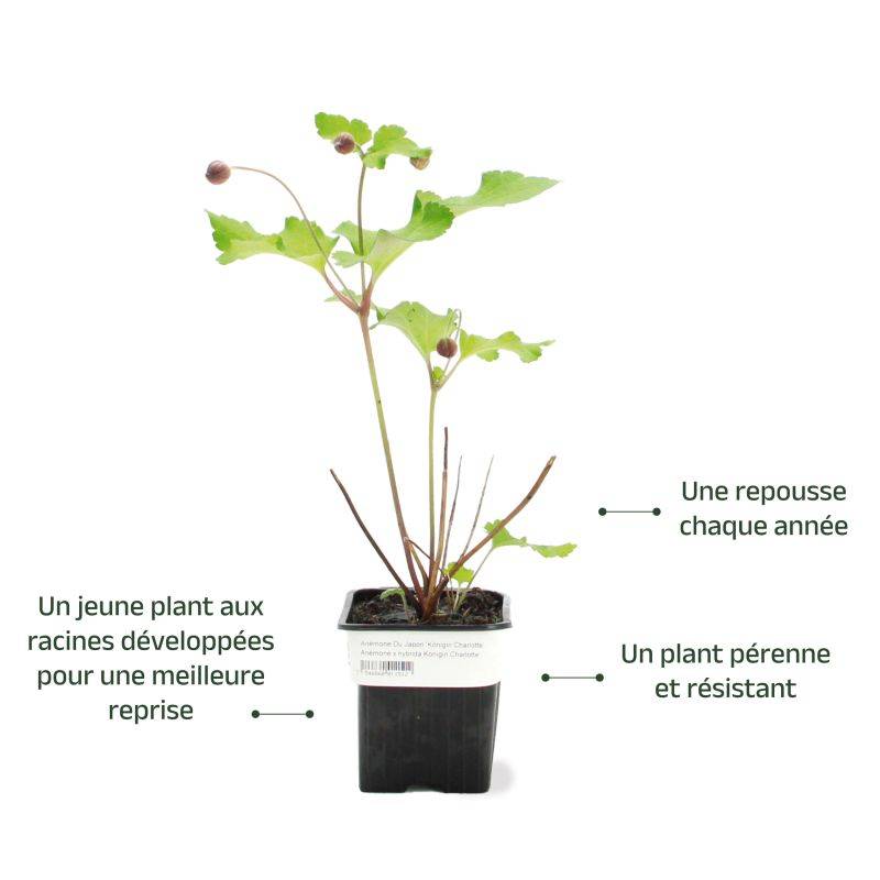 3 Anémones 'Königin Charlotte' (Anemone Hybrida 'Königin Charlotte') - Lot de 3 vivaces - Pépinières Naudet - Image 3
