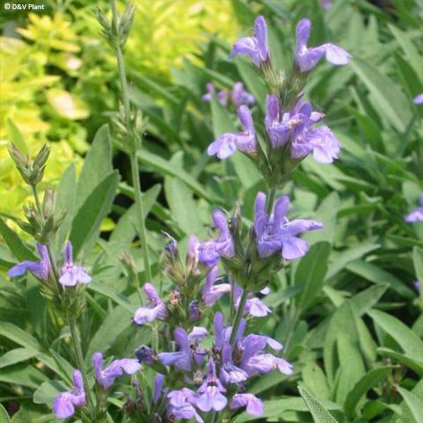 Promesse de Fleurs - Salvia lavandulifolia - Sauge à feuilles de lavande Godet de 8/9 cm