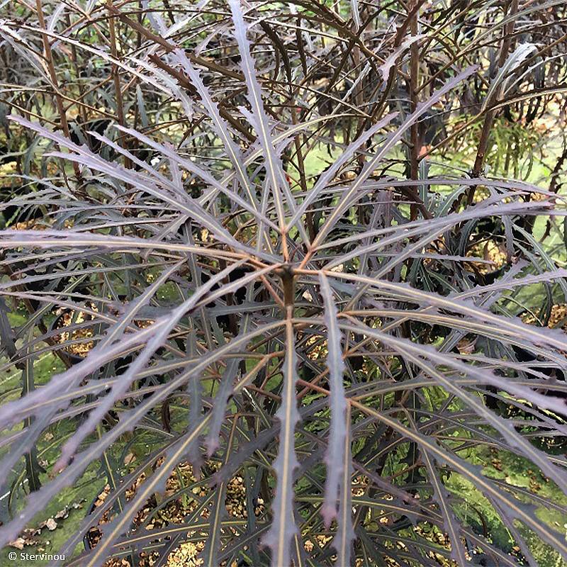 Promesse de Fleurs - Pseudopanax Bronze Eagle Pot de 3L/4L - Image 1